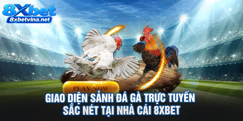 Giao diện sảnh đá gà trực tuyến sắc nét tại nhà cái 8XBET