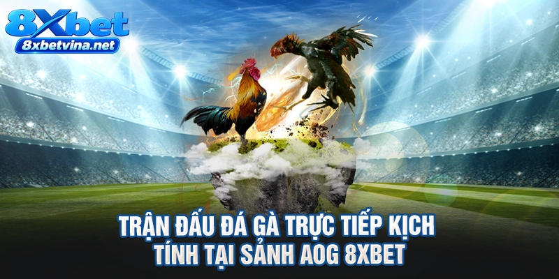 Trận đấu đá gà trực tiếp kịch tính tại sảnh AOG 8XBET